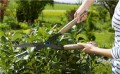 Gardena nozyce NatureCut