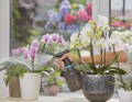 Gardena opryskiwacz ciśnieniowy 1l.