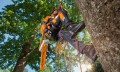 x treem stihl.jpg