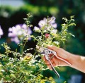 Gardena sekator ogrodowy dla profesjonalistów BP 50 Premium